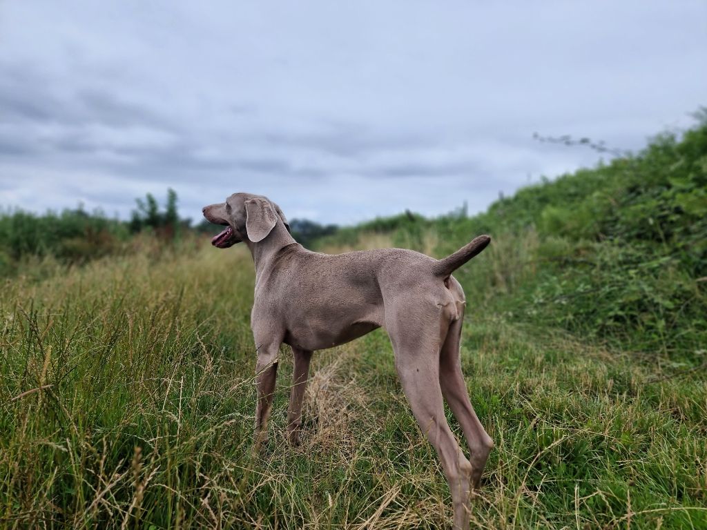 Thelma Des Bois De Hurlevent