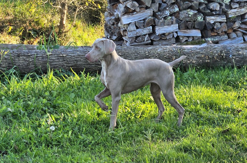 Thelma Des Bois De Hurlevent