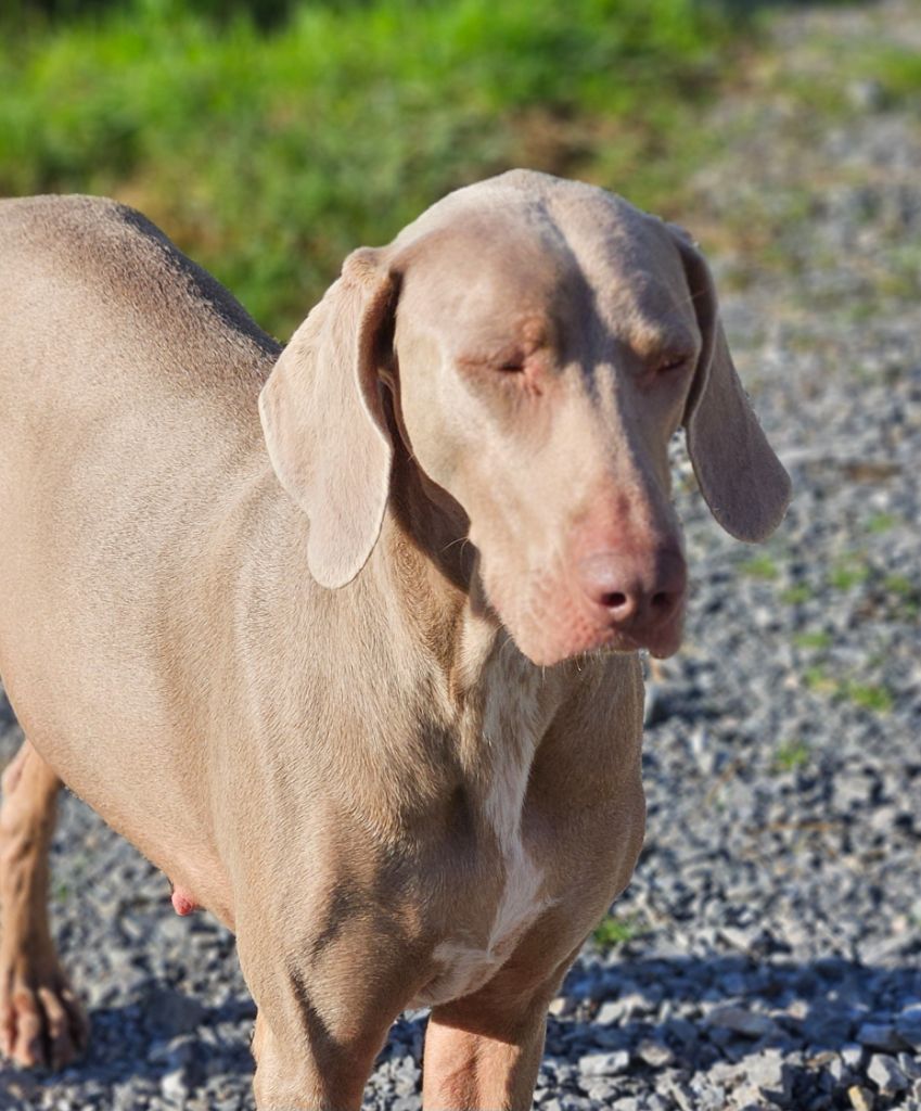 Thelma Des Bois De Hurlevent