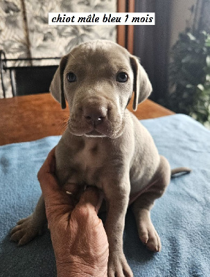 CHIOT BLEU