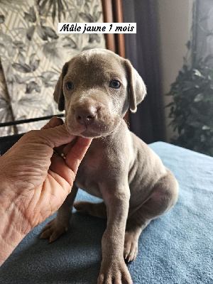 CHIOT JAUNE