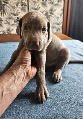 CHIOT BLEU