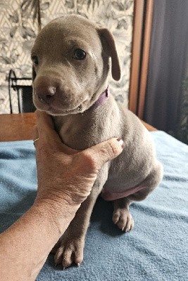 CHIOT VIOLET