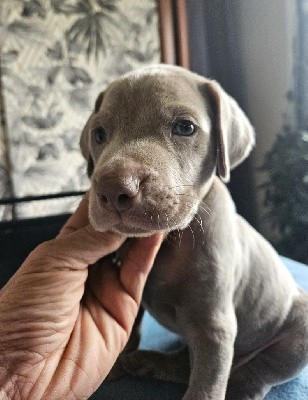 CHIOT JAUNE